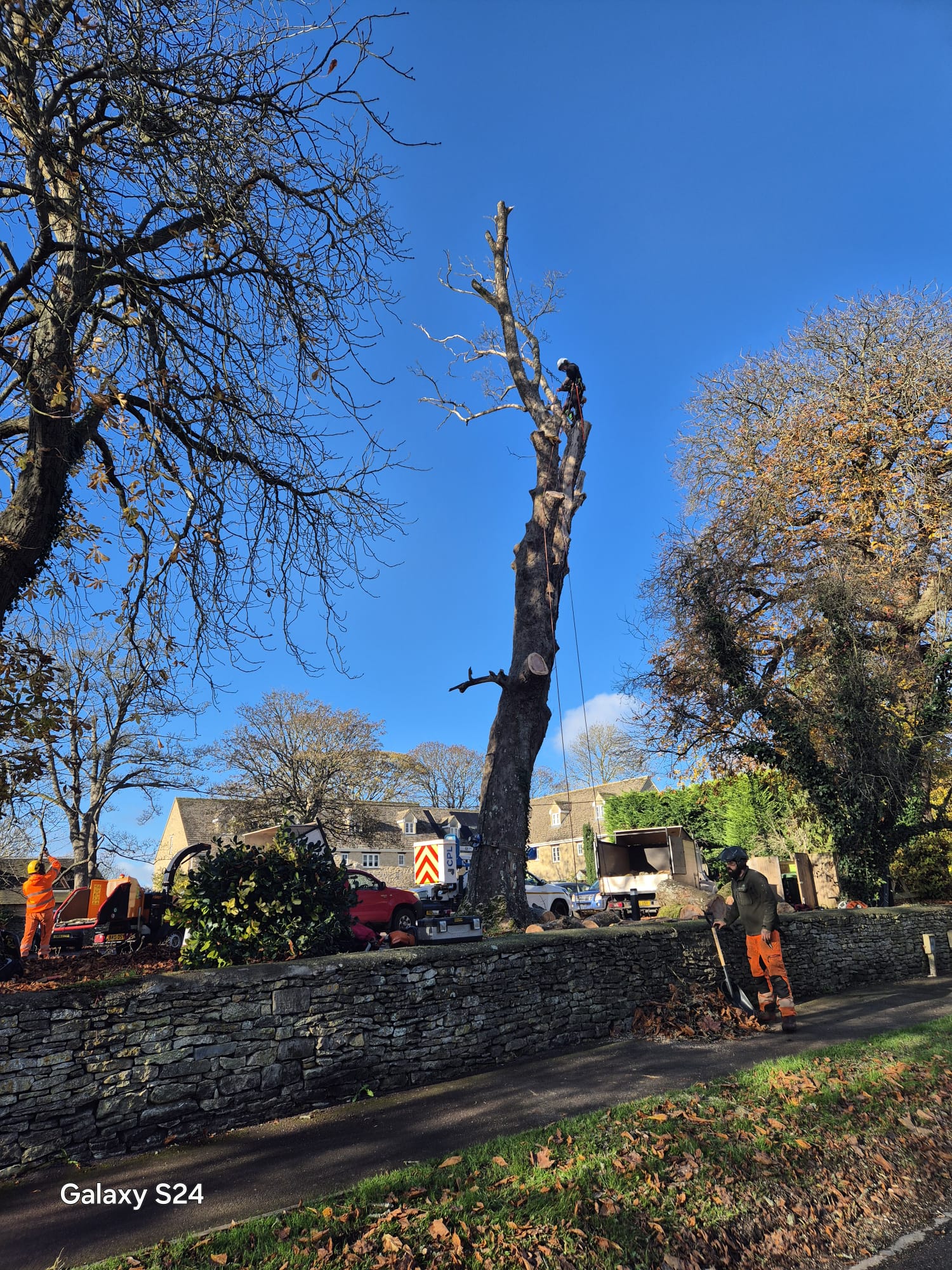 Roadside tree being dismantled by a climber with works vehicles at the base